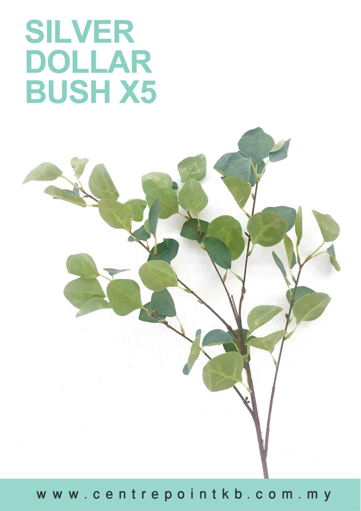Silver Dollar Bush X5 (Pieces/Dozen)