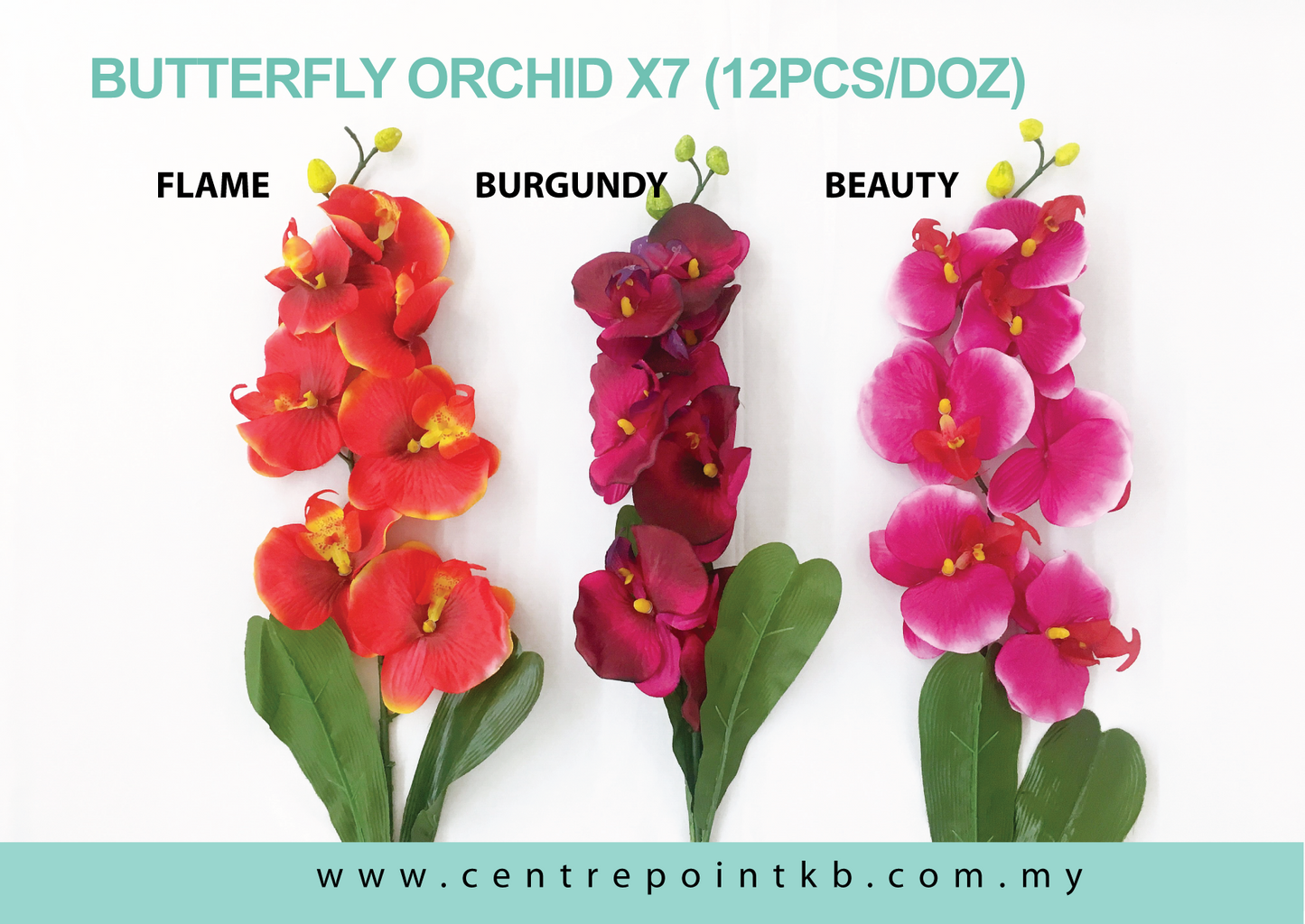 Butterfly Orchid X7 (12pcs/Dozen)