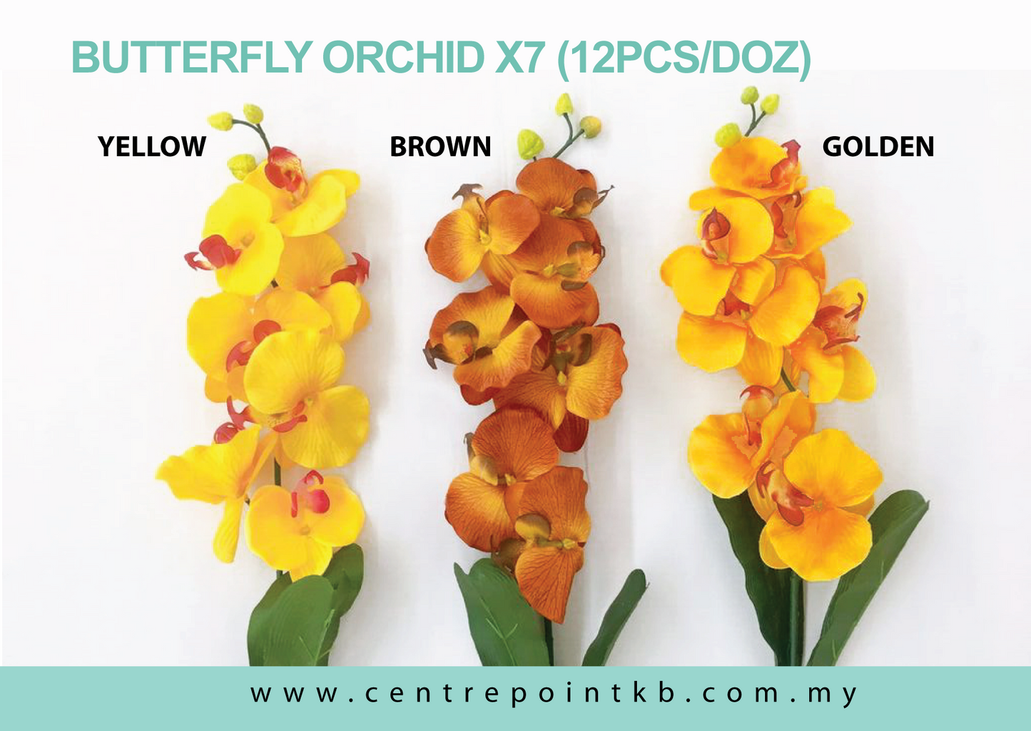 Butterfly Orchid X7 (12pcs/Dozen)