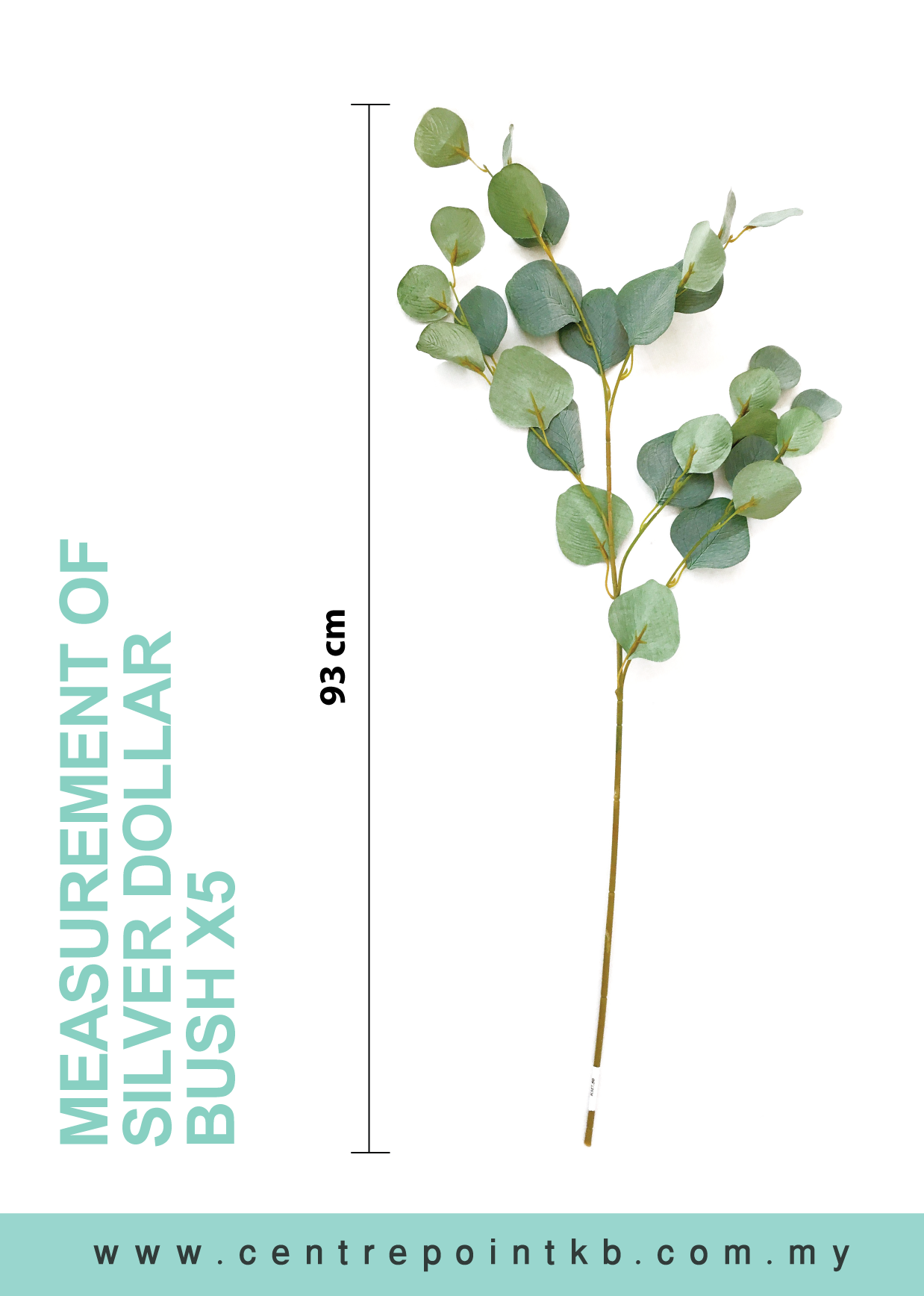 Silver Dollar Bush X5 (Pieces/Dozen)
